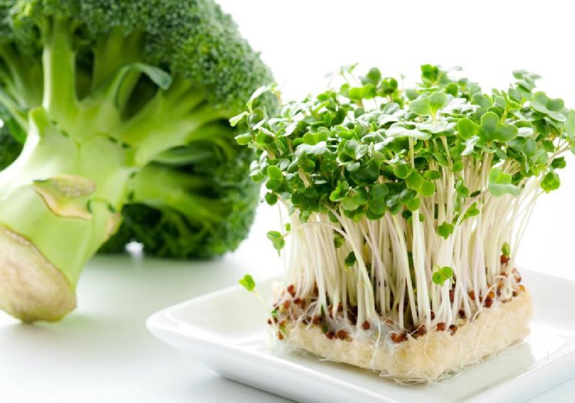 Проростки брокколи фото. Проростки брокколи. Broccoli sprouts. Порошок микрозелени брокколи. Брокколи калабрезе микрозелень.